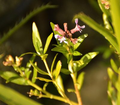 Cuphea fruticosa, photographed by Andrea Gantzer