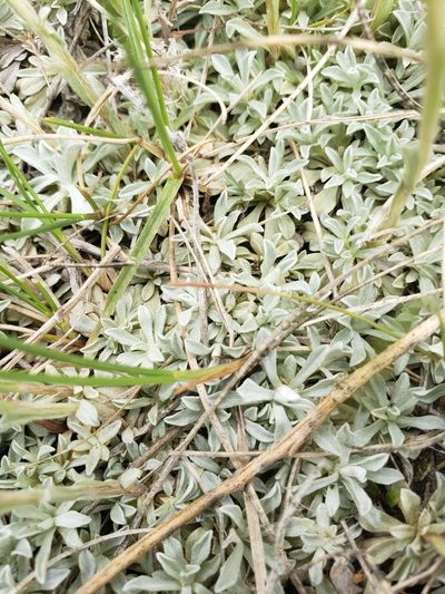 Antennaria microphylla, photographed by Shaan Aroeste