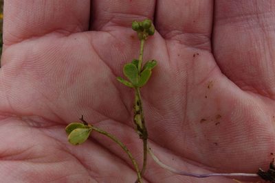 Azorella nitens, photographed by John Barkla