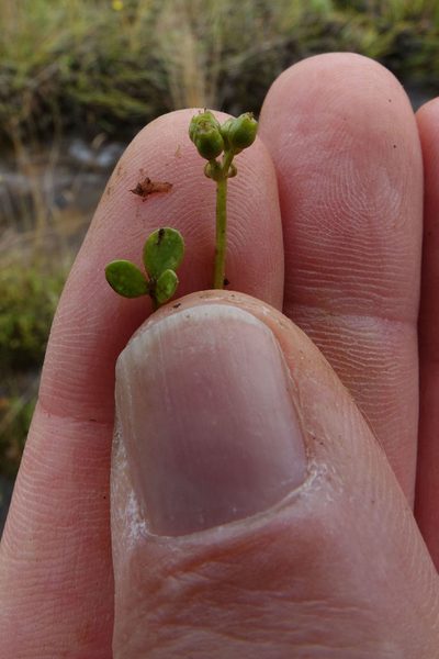Azorella nitens, photographed by John Barkla