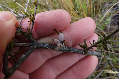 Coprosma elatirioides, photographed by John Barkla