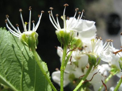 Crataegus macracantha, photographed by rboles