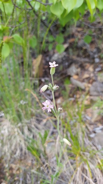 Silene aprica, photographed by Ochirnima Nimaev