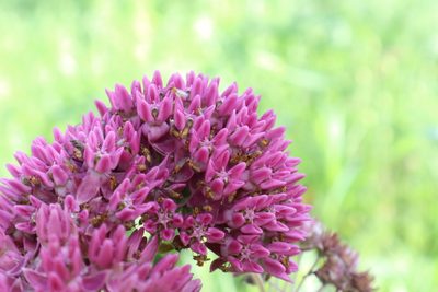 Asclepias purpurascens, photographed by Jacob Friend