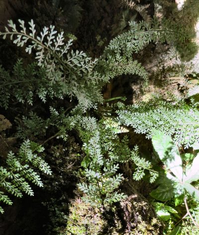 Asplenium cimmeriorum, photographed by Alice Shanks