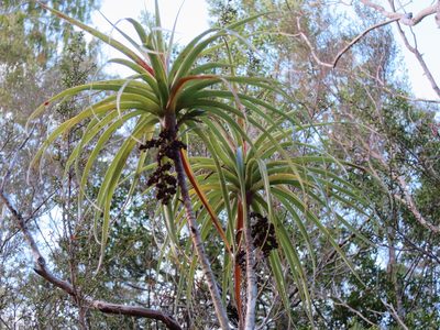 Dracophyllum townsonii, photographed by Alice Shanks