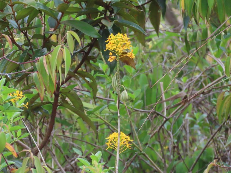 Epidendrum melinanthum, photographed by Juan C. Espinosa