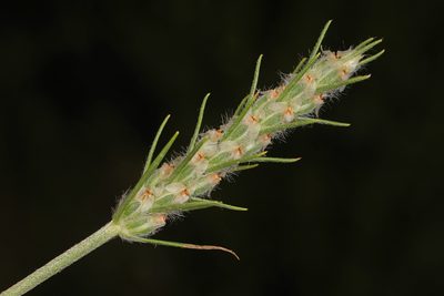 Plantago aristata, photographed by Judy Gallagher