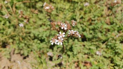 Potentilla douglasii, photographed by David