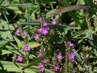 Lythrum junceum, photographed by Forest Botial-Jarvis