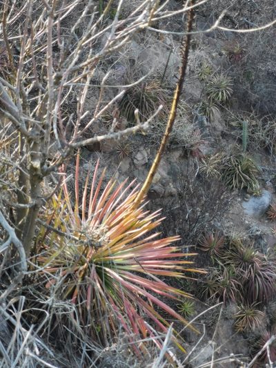 Agave ortgiesiana, photographed by Juan Carlos Pérez Magaña