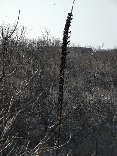 Agave ortgiesiana, photographed by Juan Carlos Pérez Magaña