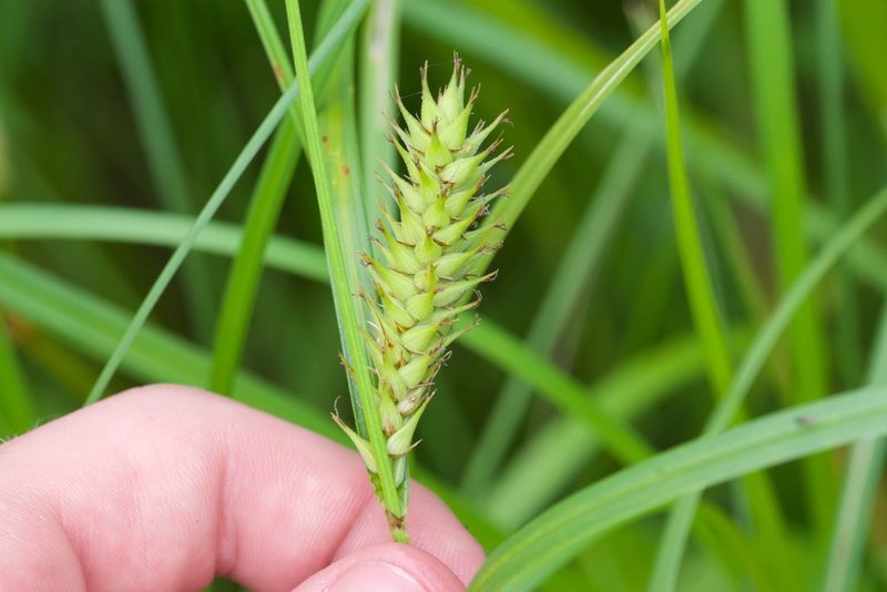 Carex trichocarpa, photographed by Owen Strickland