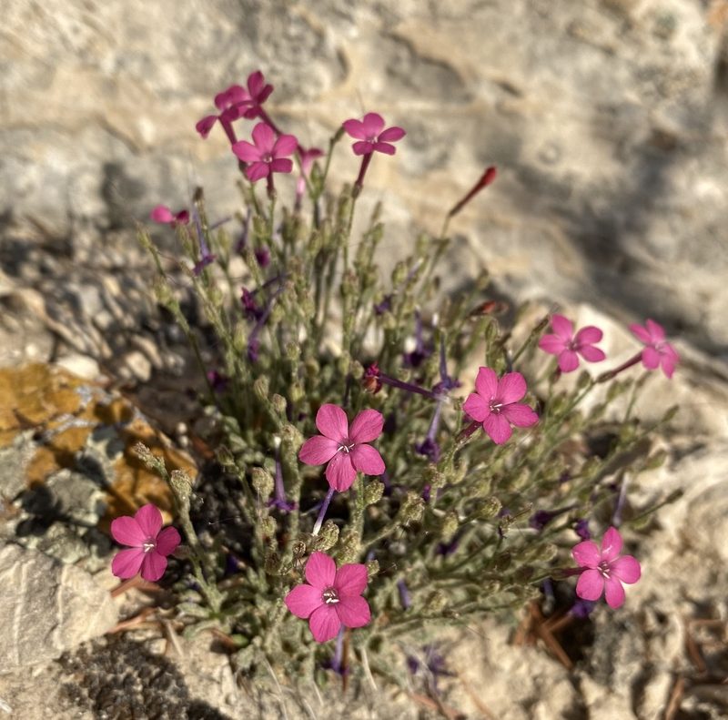 Aliciella caespitosa, photographed by Matt Berger