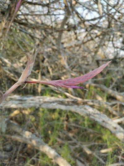 Tillandsia intermedia, photographed by Juan Carlos Pérez Magaña