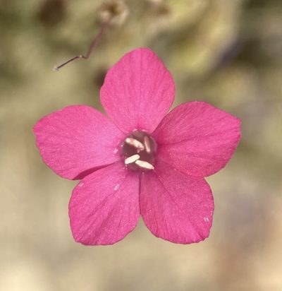 Aliciella caespitosa, photographed by Matt Berger