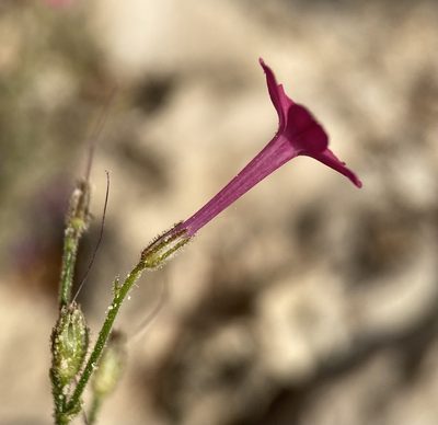 Aliciella caespitosa, photographed by Matt Berger