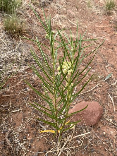 Asclepias labriformis, photographed by Matt Berger