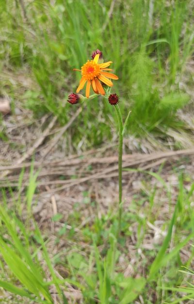 Tephroseris porphyrantha, photographed by Юлия