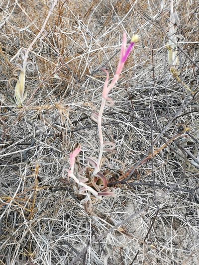 Tillandsia intermedia, photographed by Juan Carlos Pérez Magaña
