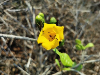 Cascabela ovata, photographed by Juan Carlos Pérez Magaña