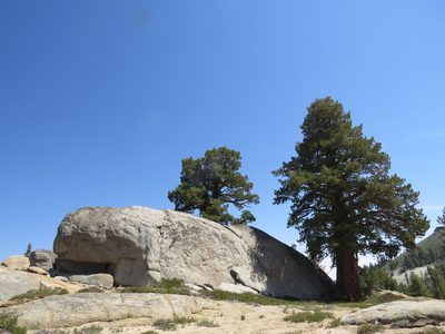 Juniperus grandis, photographed by Garth Harwood