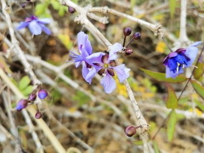 Guaiacum coulteri, photographed by Juan Carlos Pérez Magaña