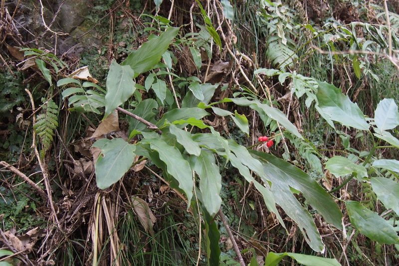 Alpinia japonica, photographed by harum.koh