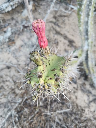 Stenocereus standleyi, photographed by Juan Carlos Pérez Magaña