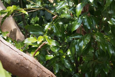 Cinnamomum chekiangense, photographed by harum.koh