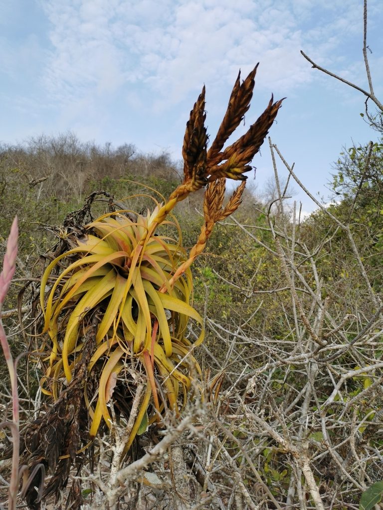 Tillandsia rothii, photographed by Juan Carlos Pérez Magaña