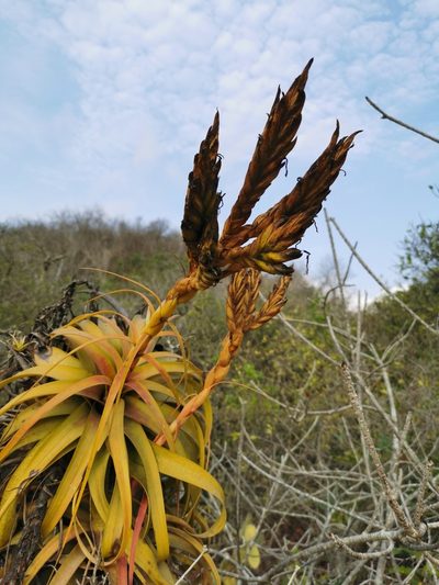 Tillandsia rothii, photographed by Juan Carlos Pérez Magaña