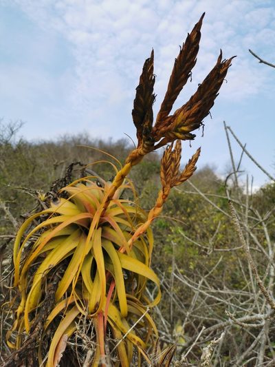 Tillandsia rothii, photographed by Juan Carlos Pérez Magaña