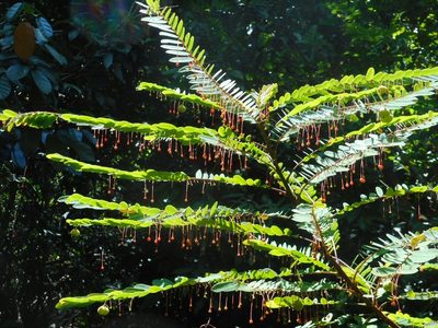 Phyllanthus myrtifolius, photographed by Eugene Popov