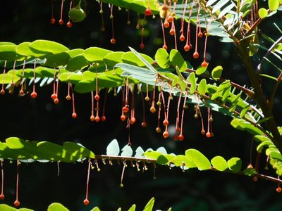 Phyllanthus myrtifolius, photographed by Eugene Popov