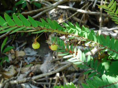 Phyllanthus myrtifolius, photographed by Eugene Popov