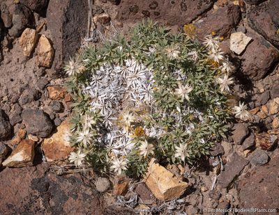 Stenotus acaulis, photographed by Tim Messick