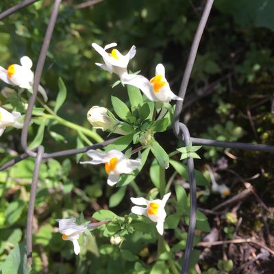 Linaria reflexa, photographed by Andre Hosper