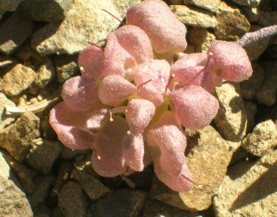 Physaria alpestris, photographed by John Brew