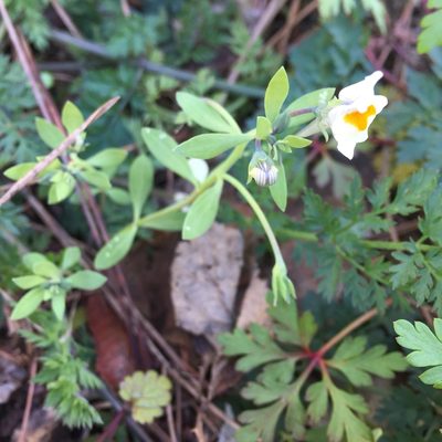 Linaria reflexa, photographed by Andre Hosper