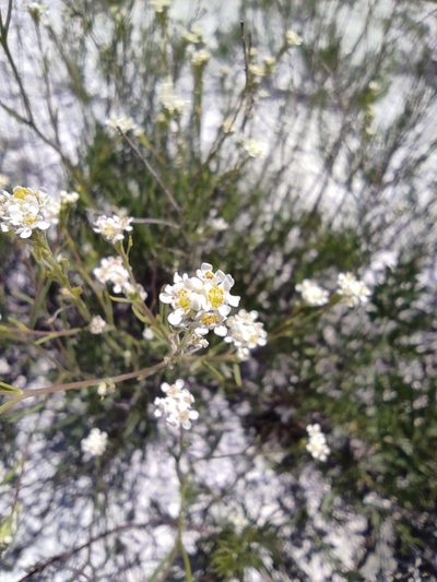 Lepidium meyeri, photographed by Dmitry Lyskov
