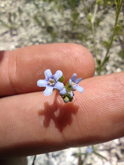 Lappula barbata, photographed by Dmitry Lyskov