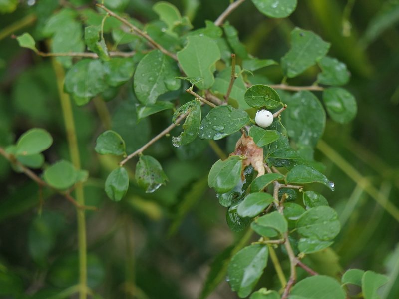 Flueggea leucopyrus, photographed by Dinesh Valke