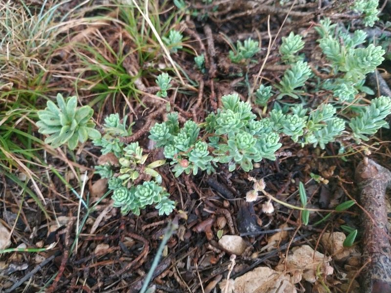 Thymelaea tinctoria, photographed by Tim Johnson