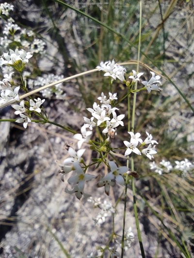 Cynanchica graveolens, photographed by Dmitry Lyskov