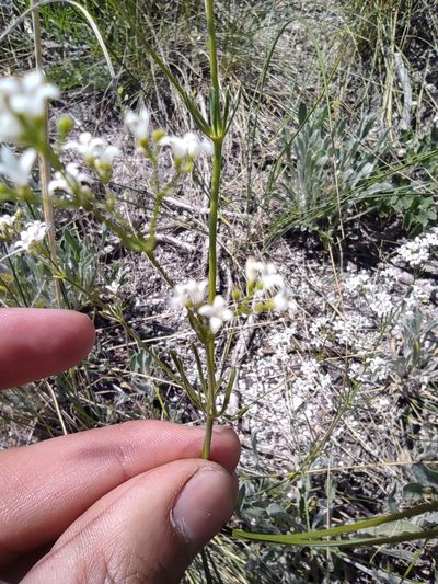 Cynanchica graveolens, photographed by Dmitry Lyskov