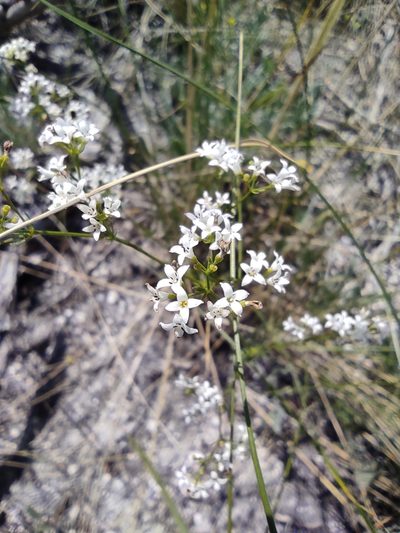 Cynanchica graveolens, photographed by Dmitry Lyskov