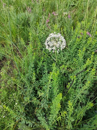 Allium decipiens, photographed by Dmitry Lyskov