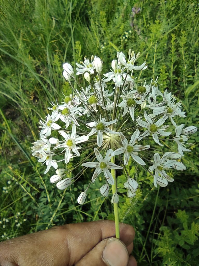 Allium decipiens, photographed by Dmitry Lyskov