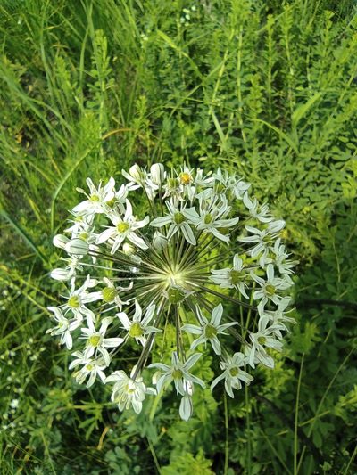 Allium decipiens, photographed by Dmitry Lyskov